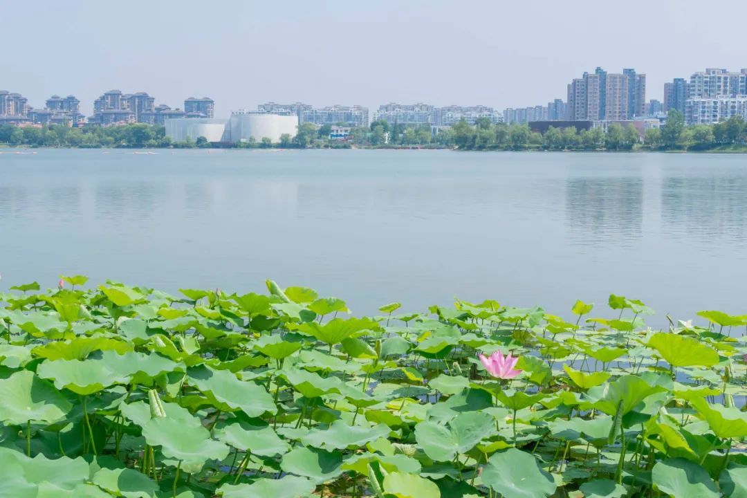 龙池湖畔惊现品牌神秘商家