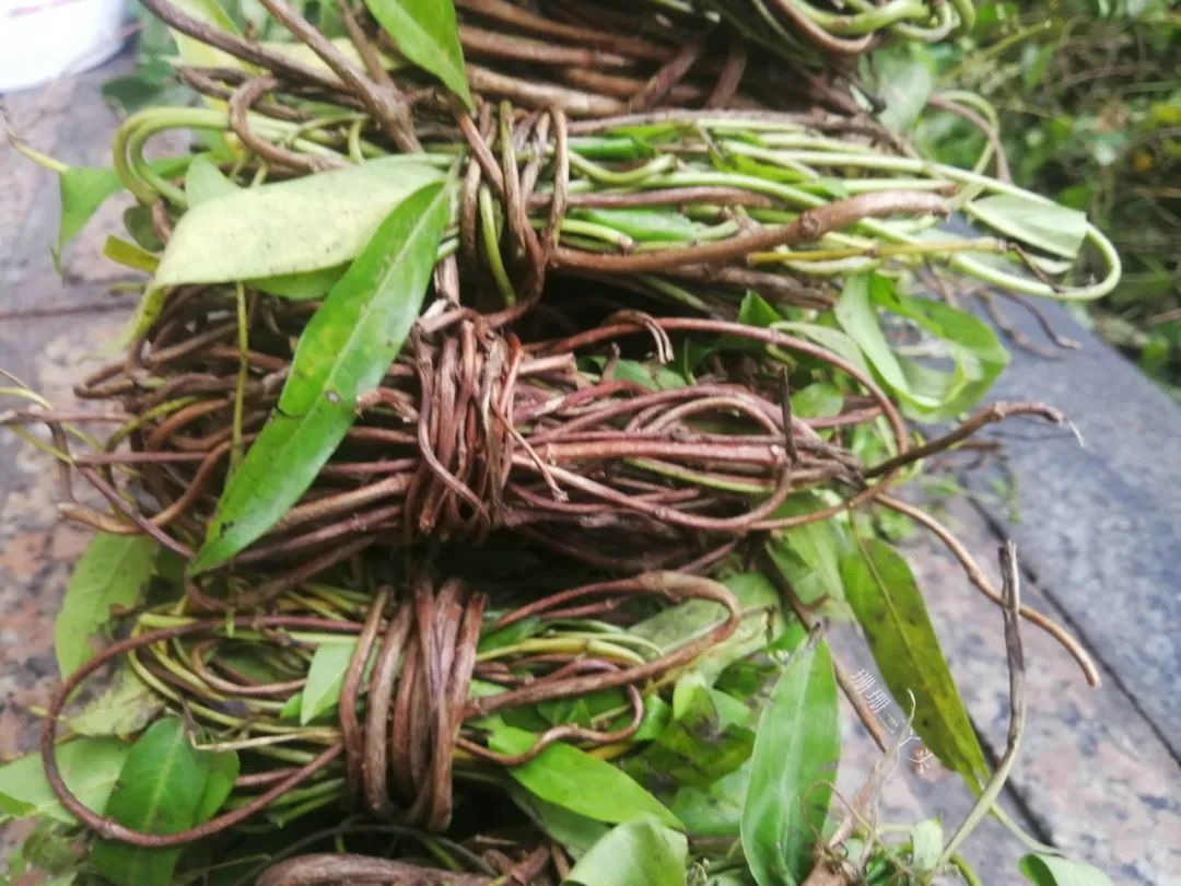 揉搓,过滤,沉淀等程序是一种用新鲜凉粉草植物凉粉草*1你还记得吗?