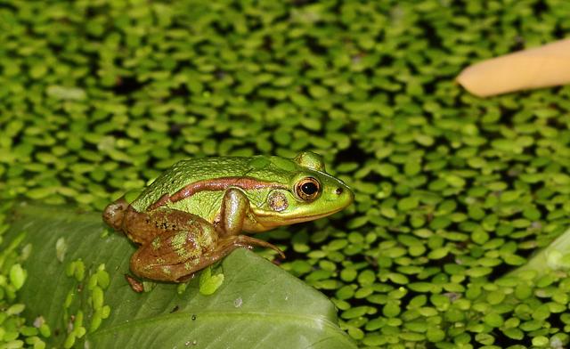 保护荒地让野草生长北京本土物种正回归