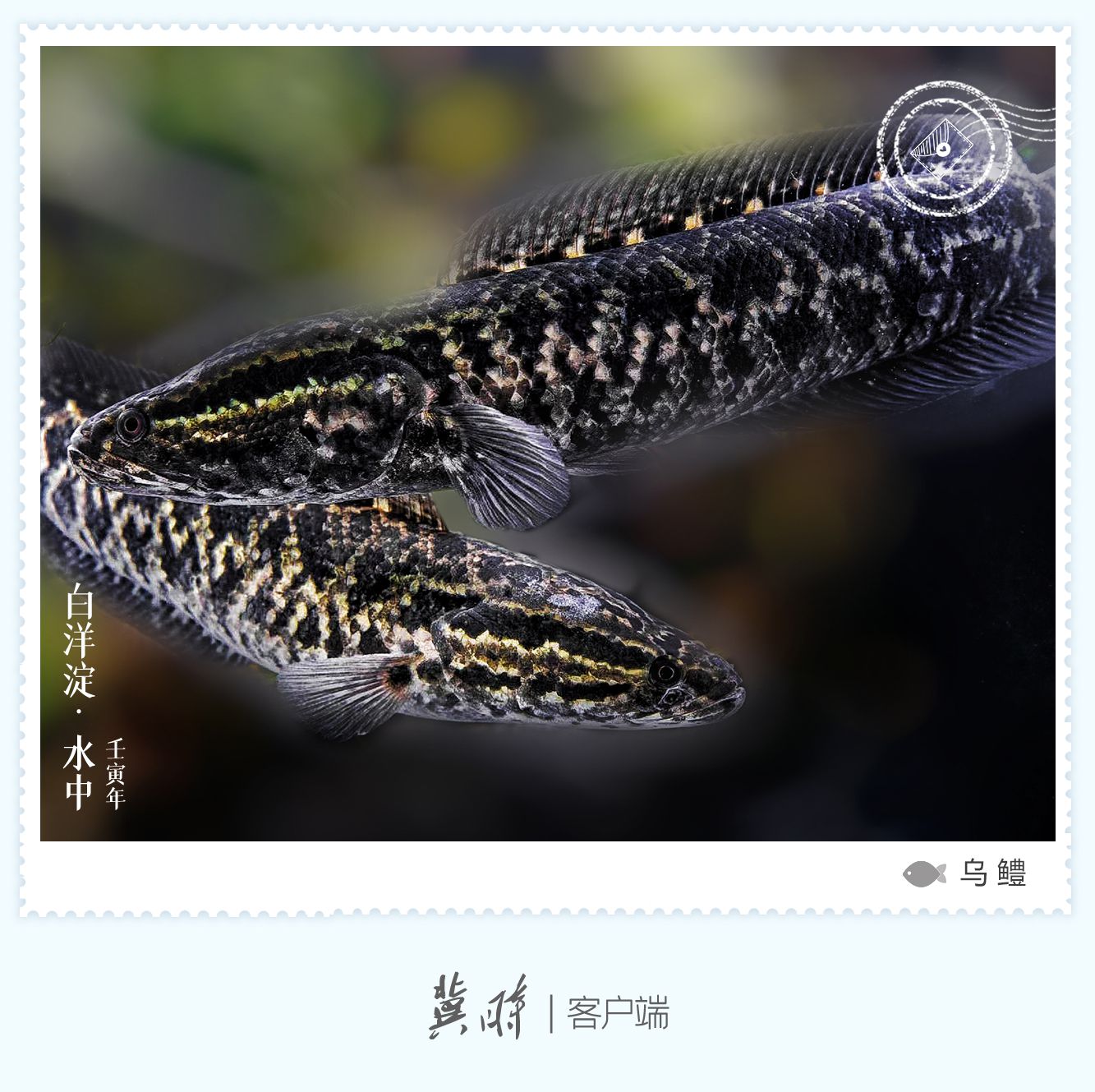 明信片如面白洋淀鱼翔浅底绿水逶迤