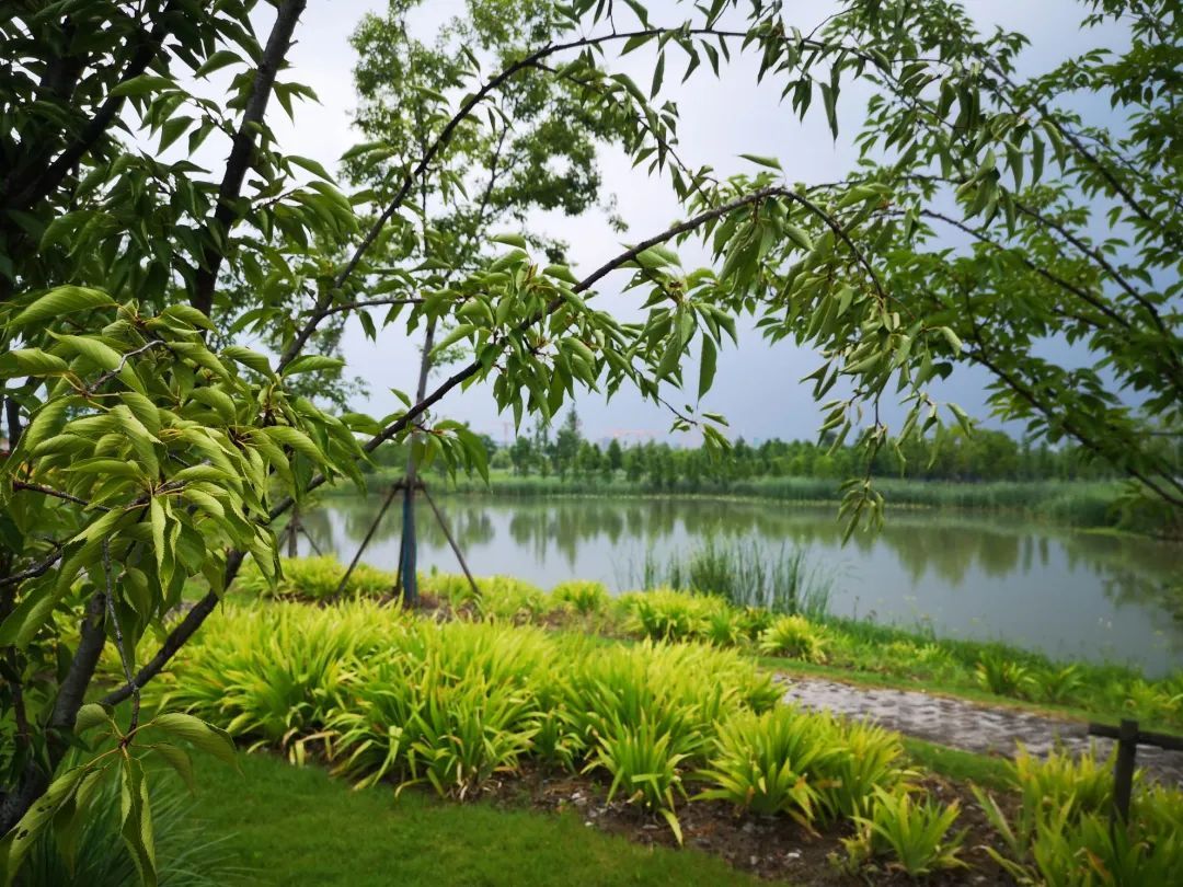 碧云楔形绿地两大片区计划今年完工都市森林初露雏形