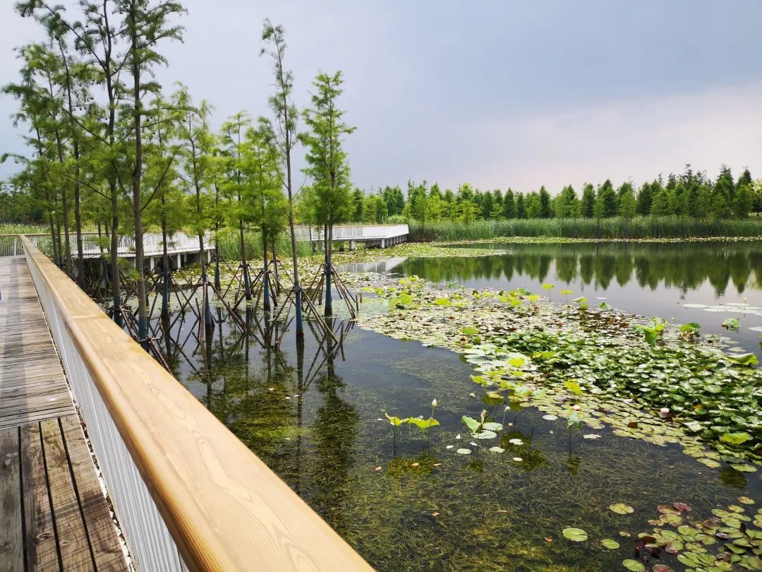 碧云楔形绿地两大片区计划今年完工,"都市森林"初露雏形!