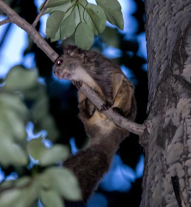 沟牙鼯鼠.受访者供图