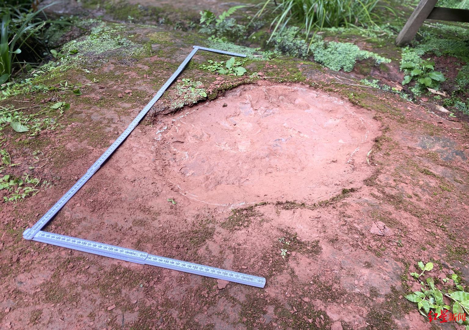 ▲专家认定的恐龙足迹