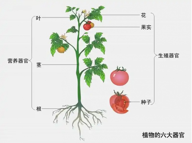 前三个是营养器官,花,果实,种子根,茎,叶,植物有六大器官植物的身体也