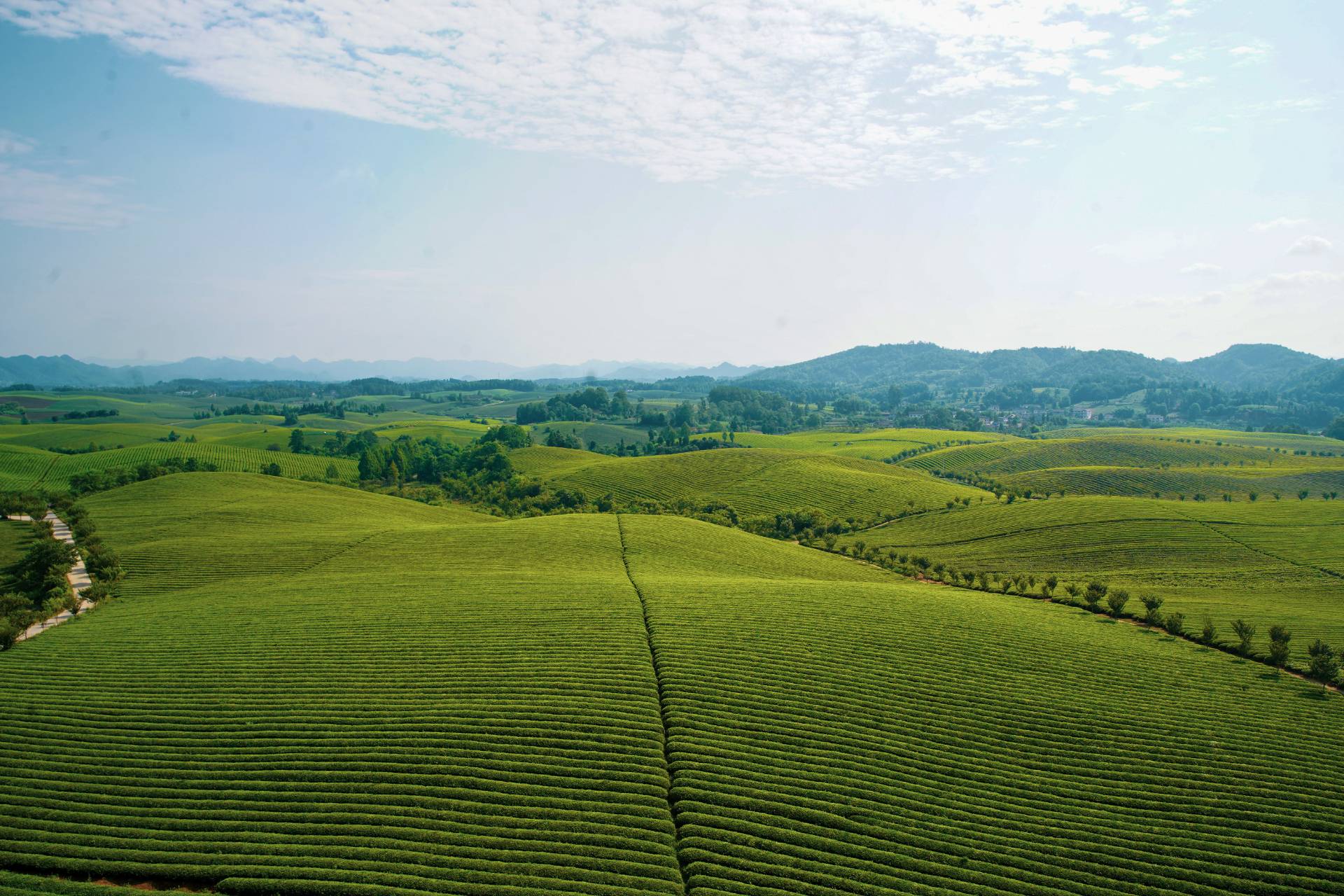 在希望的田野上湄潭茶海一碧万顷茶香四溢