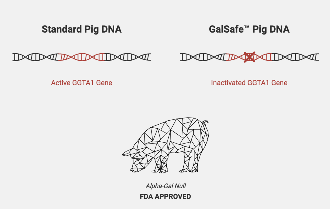 Revivicor公司的Galsafe猪敲除了人体免疫排斥的猪基因｜来源：Revivicor官网