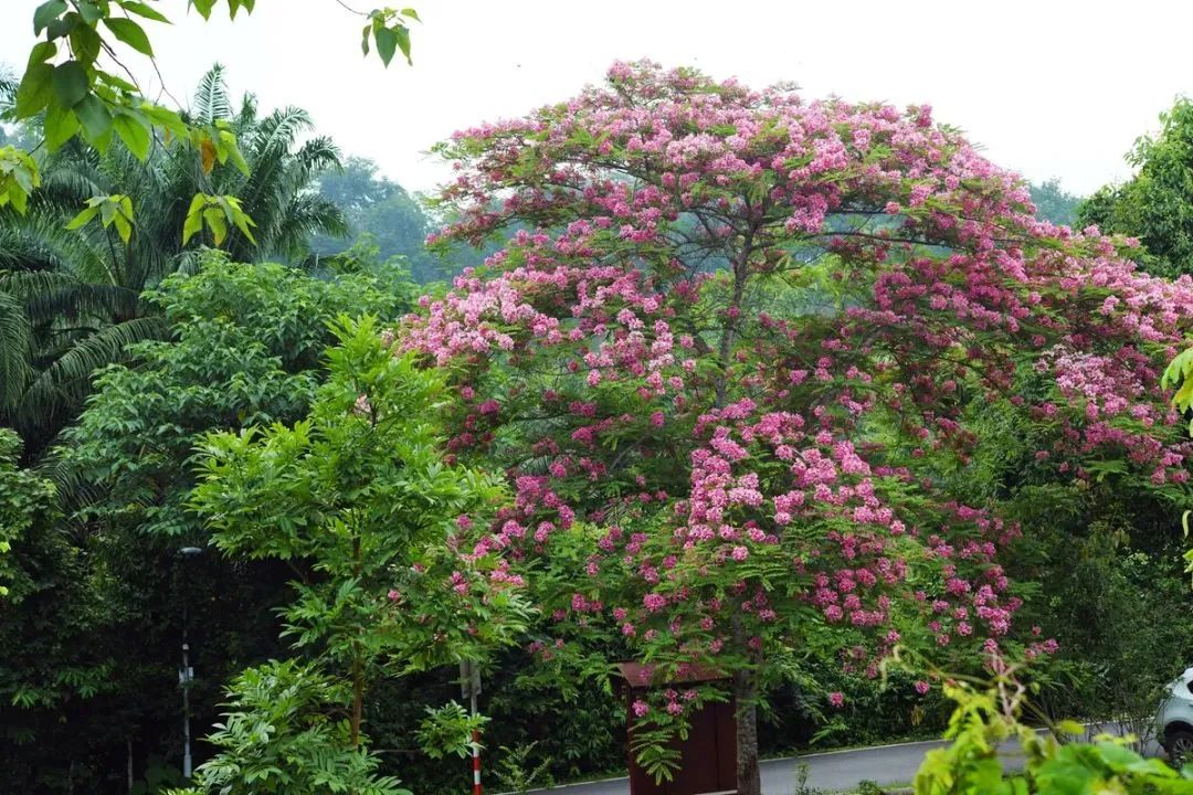 西双版纳热带植物园13万种热带植物进入最灿烂的季节