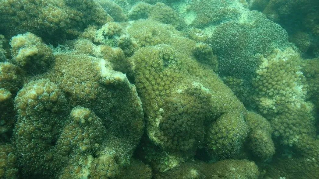 珊瑚共附生细菌间的精彩博弈丨美丽南海