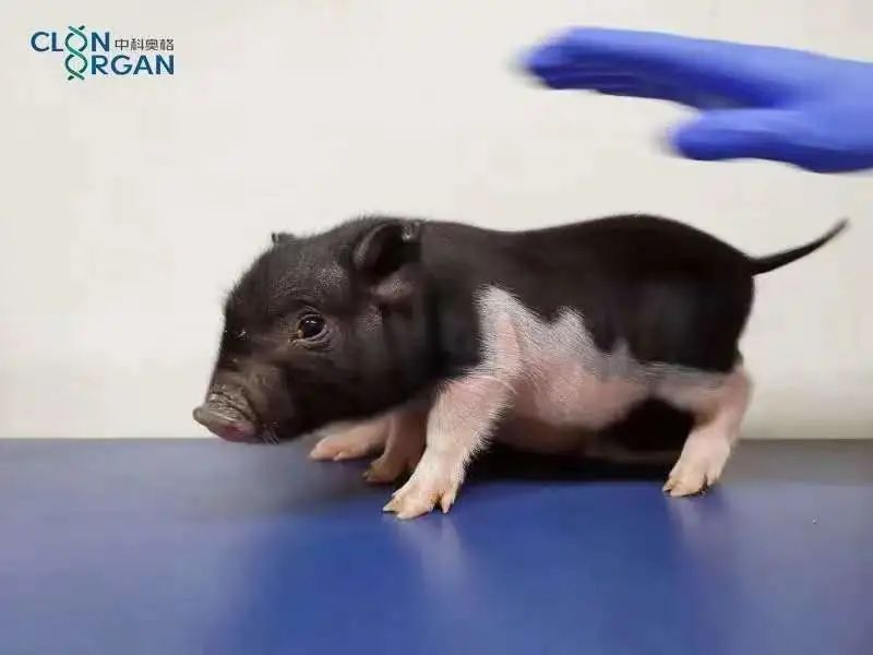 器官供体——GTKO五指山小型猪｜图片来源：中科奥格