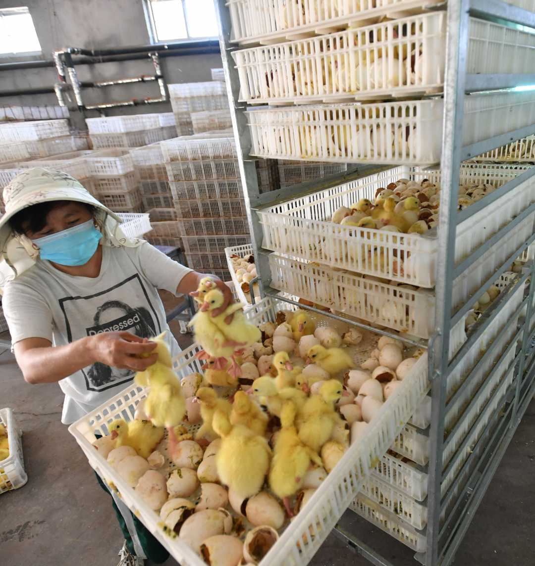 迁安市正农鹅养殖专业合作社员工取出刚刚孵化的鹅苗.