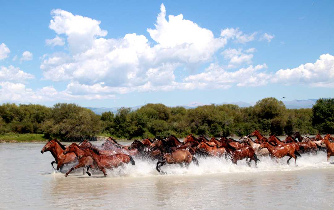 新疆伊犁天马国际旅游节在昭苏开幕|新疆_新浪财经_新浪网