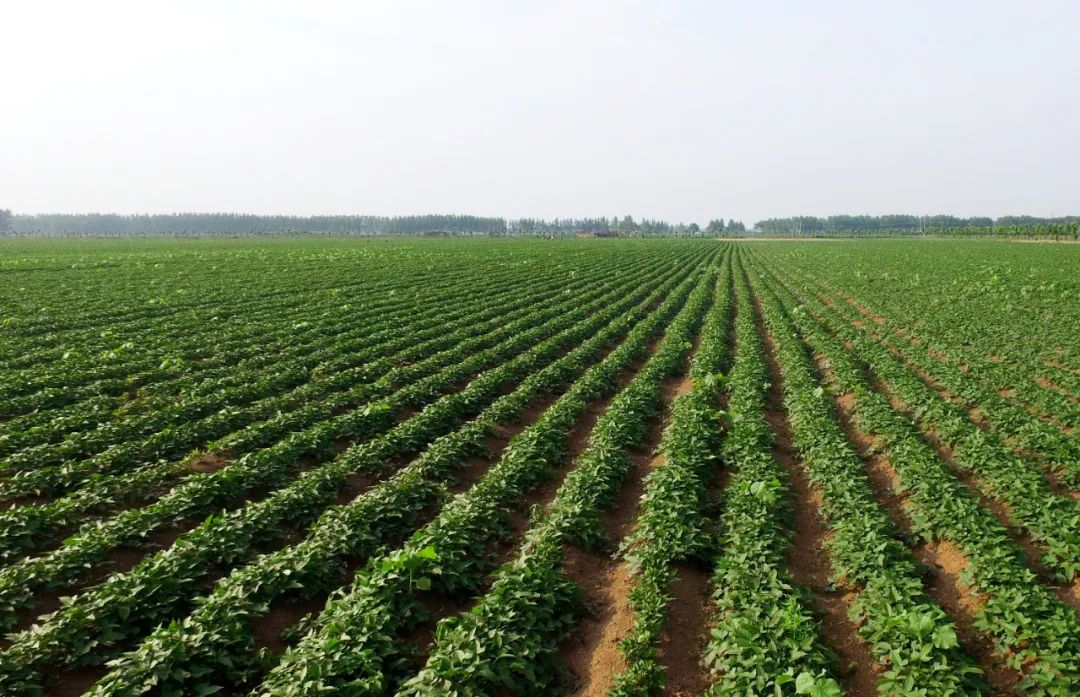 周口郸城:四大"金牌"农产品搭起金秋丰收架子|农产品_新浪财经_新浪网