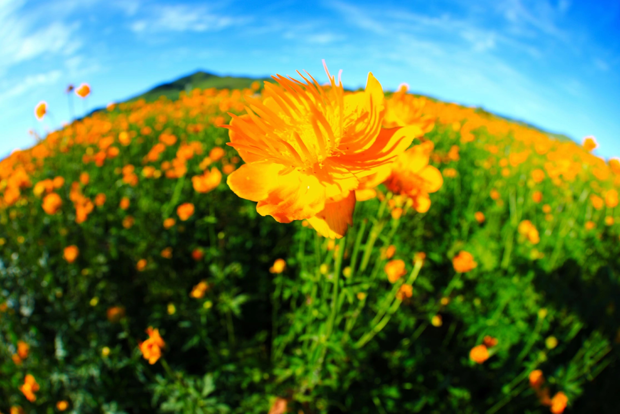 河北沽源八百里金莲川盛开金莲花