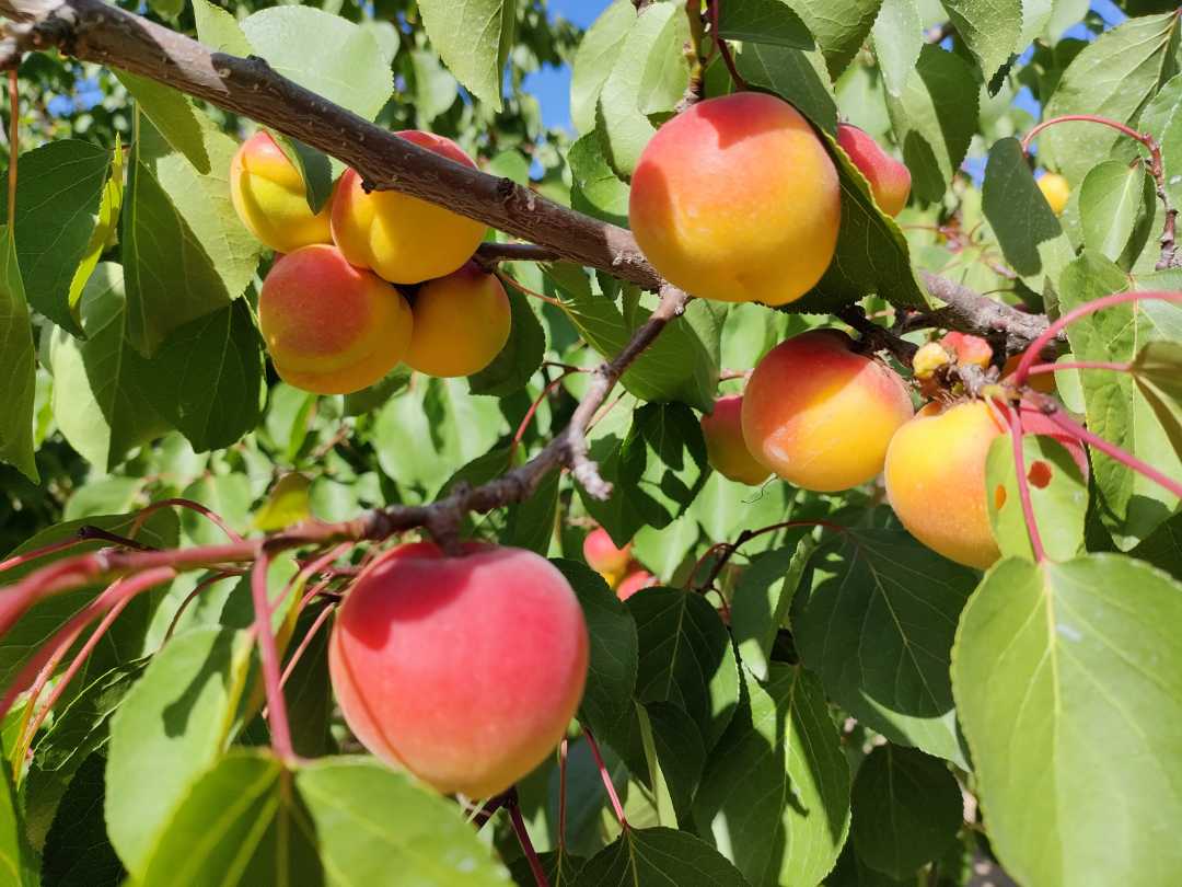 国家地理标志保护产品彭阳红梅杏.(资料图片)