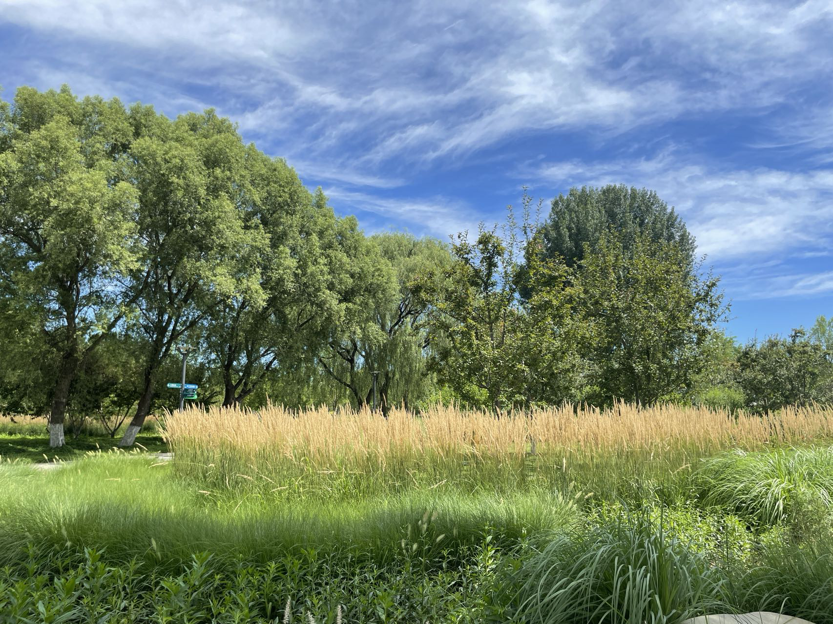 北京城市绿心森林公园外景&nbsp;任倩晨&nbsp;摄