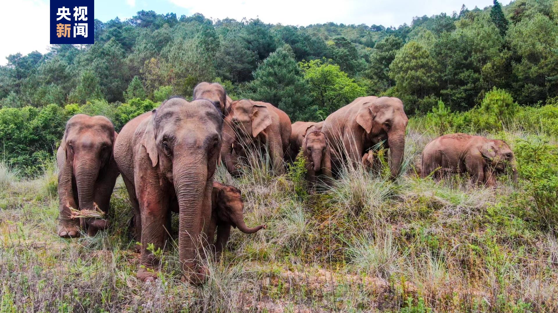 云南野生亚洲象种群数量增至360头左右