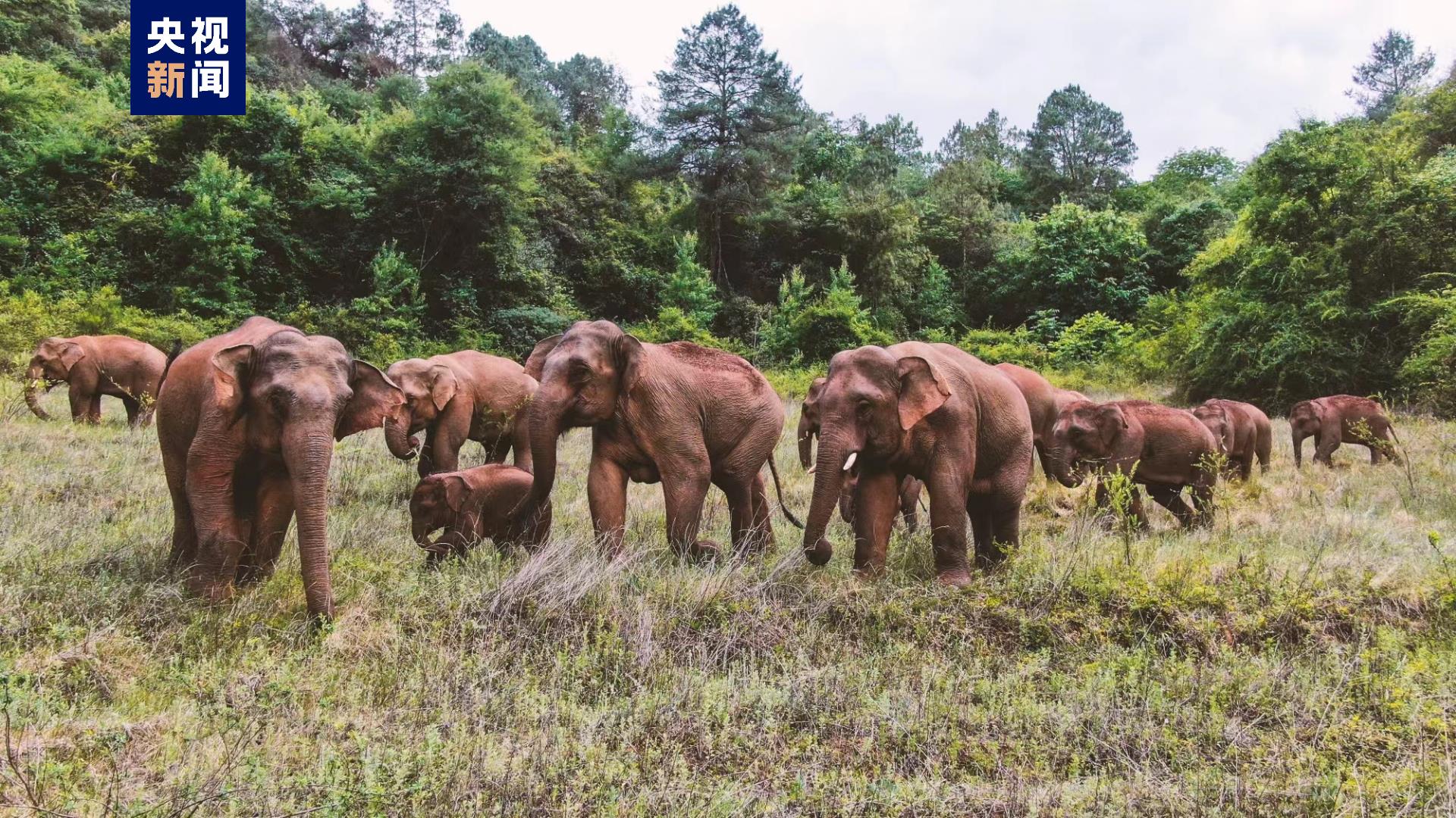调查斑马的种群密度用什么方法