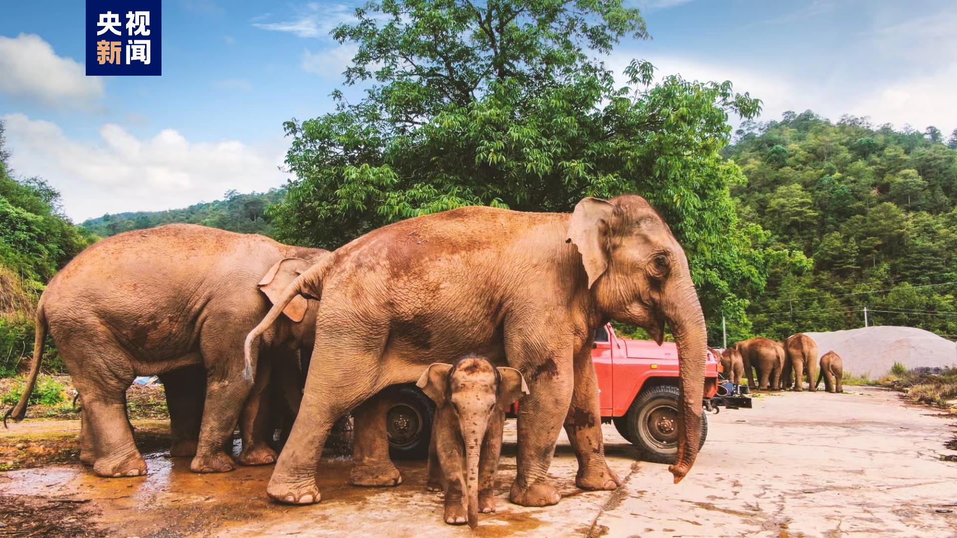 云南野生亚洲象种群数量增至360头左右