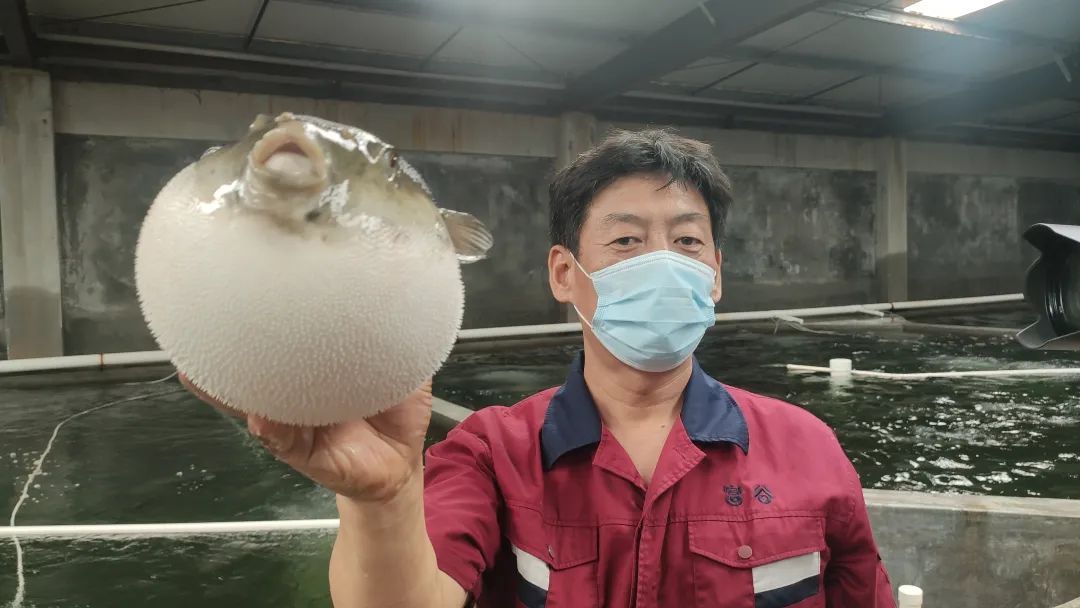 大连富谷集团养殖的"东方红鳍鲀"