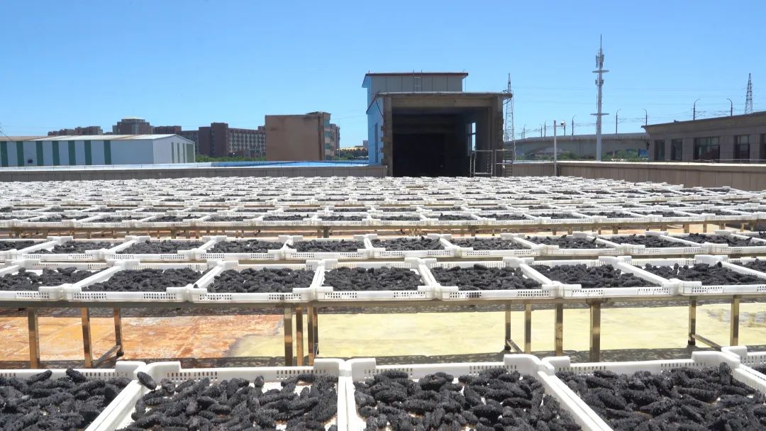 大连棒棰岛海产公司干海参的晒制场地