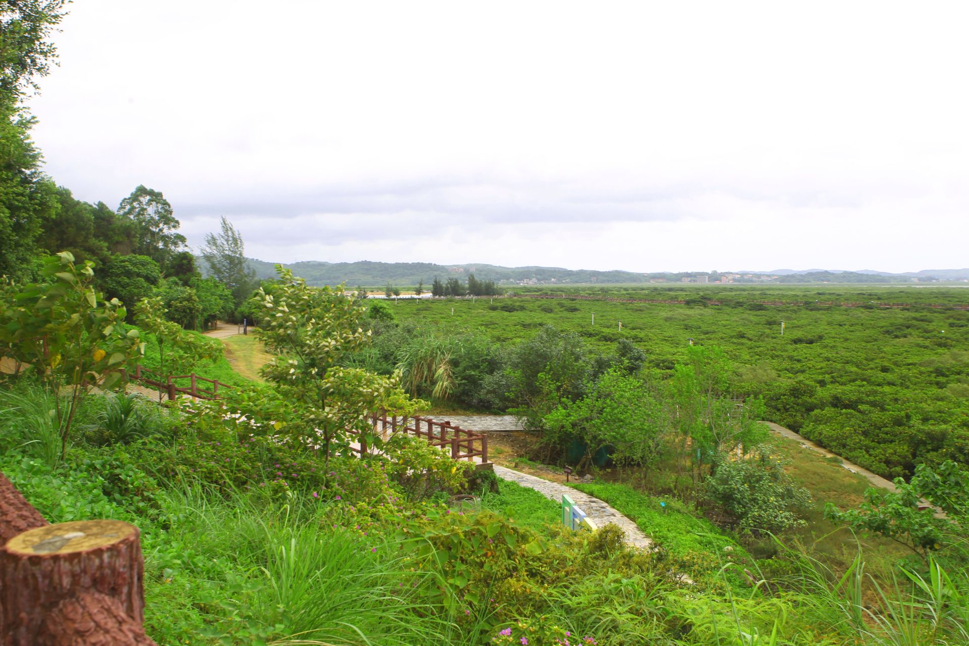 图说| 广西防城港怎样为红树林搭建"防护墙"?
