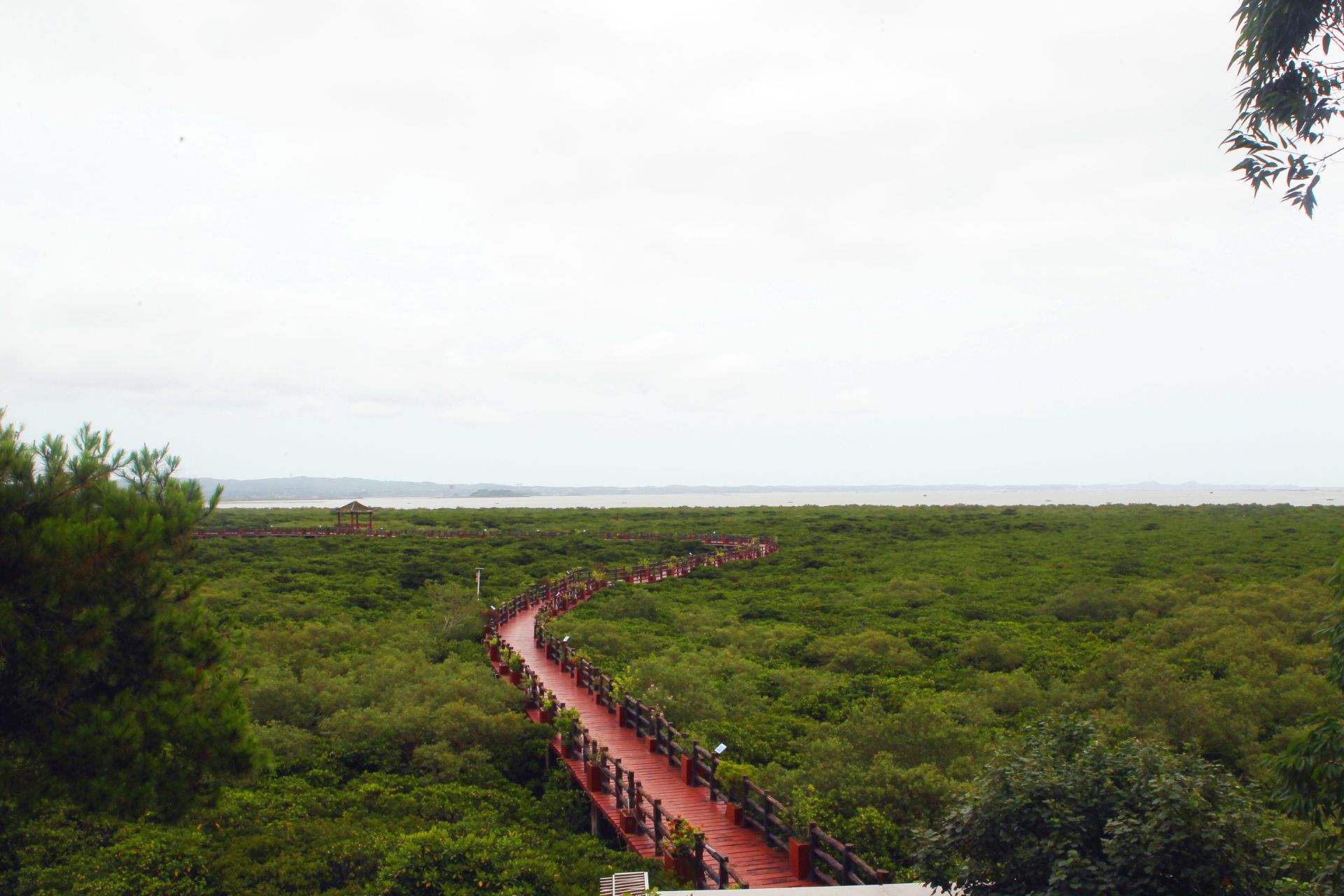 图说| 广西防城港怎样为红树林搭建"防护墙"?