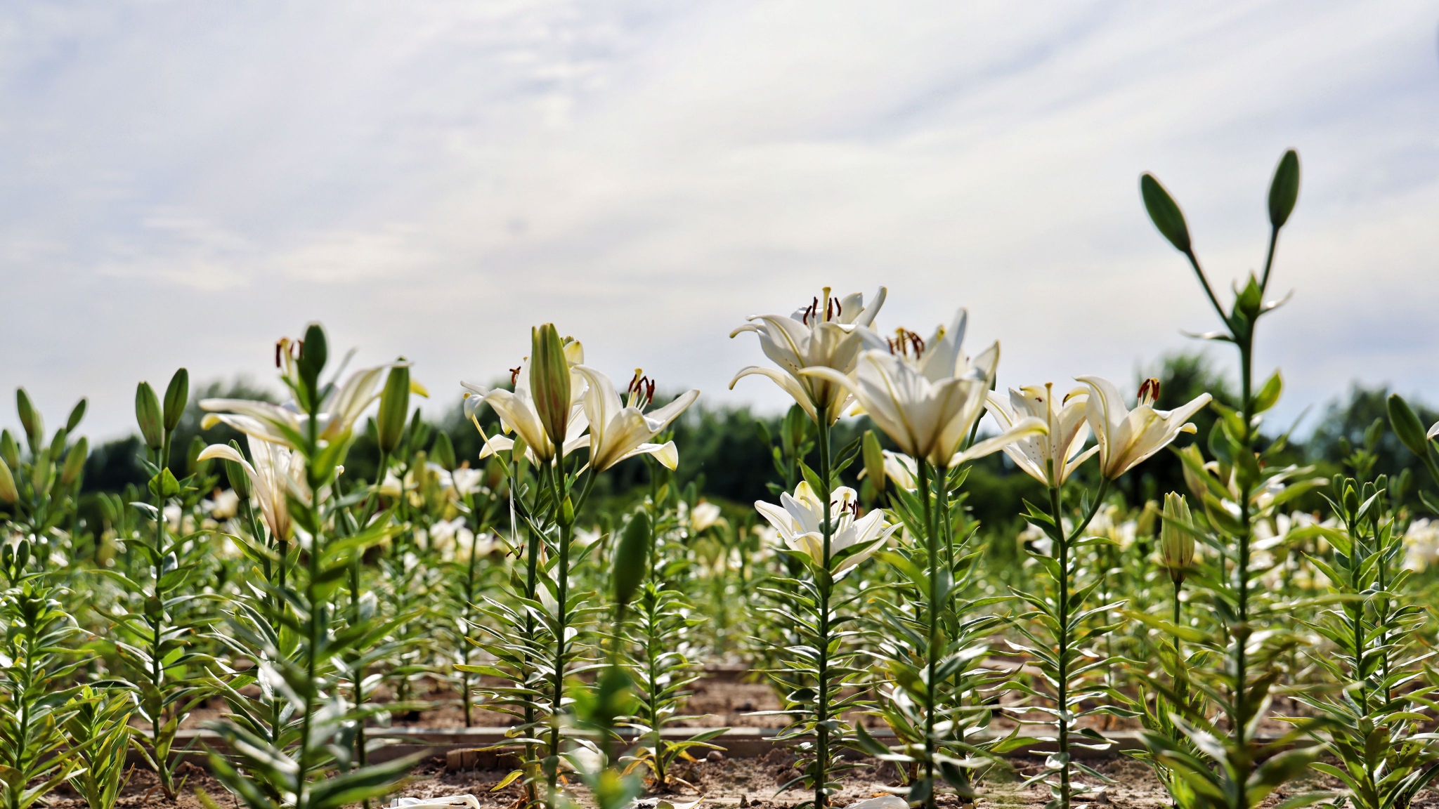400万株百合在北京世园公园竞相开放.北京世园公园供图