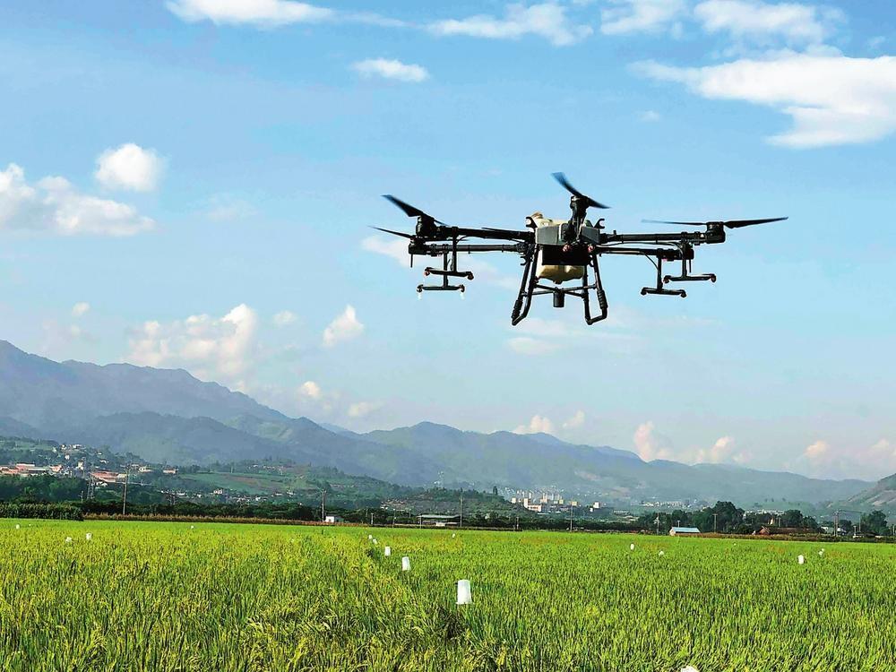 无人机喷施生物农药防控水稻病虫害