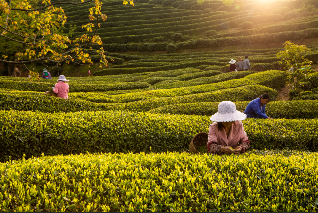 位于陕西汉中市西乡县的泾渭茯茶基地,茶农在采茶. (资料图片)
