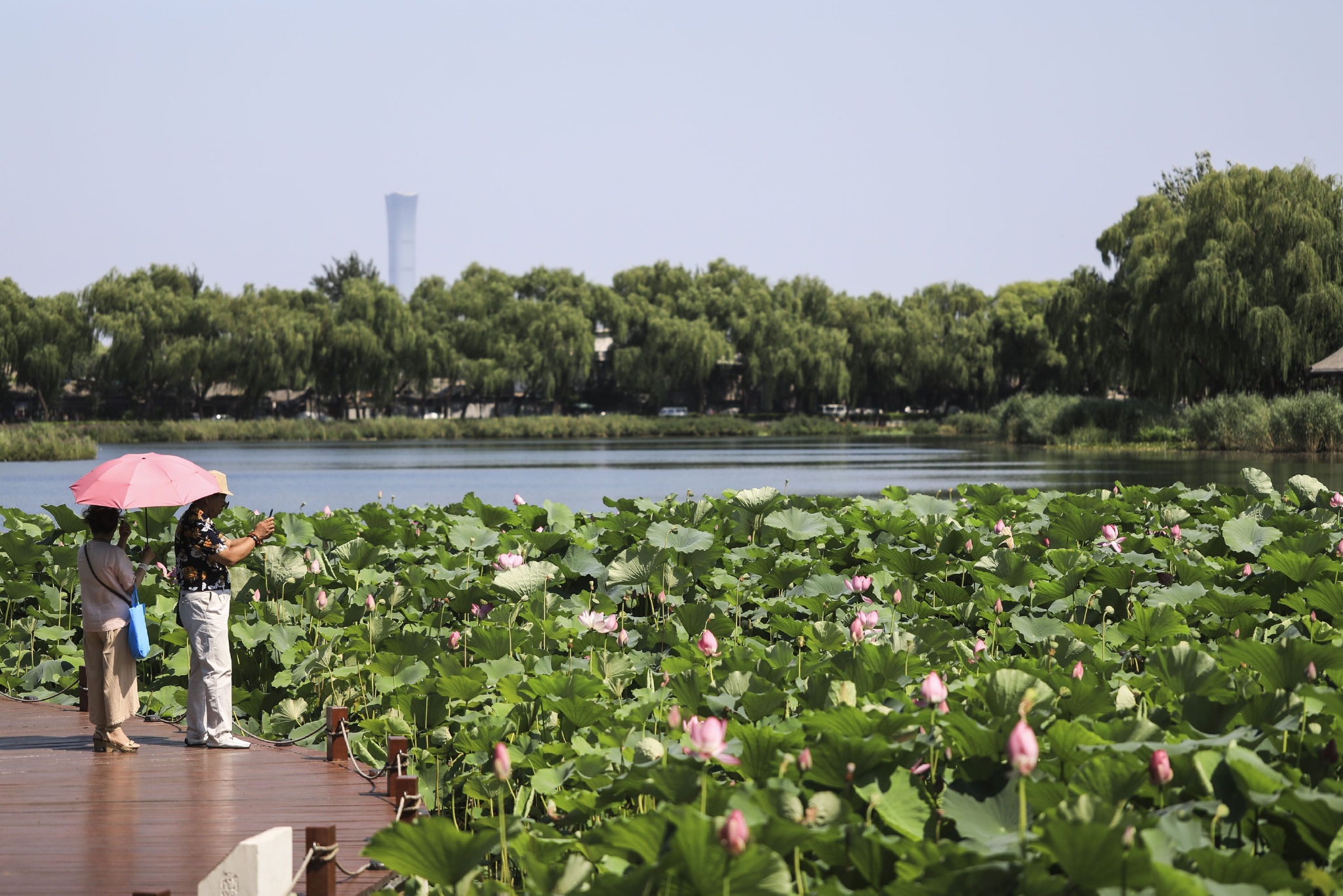 7月20日,西海湿地公园,市民在观赏荷花.&nbsp; 新京报记者 浦峰 摄