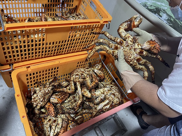 舟山普陀完成首单俄罗斯帝王蟹进口业务