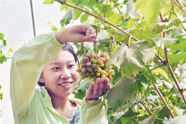 7月10日，游客来到十四师二二四团五连职工刘慧的葡萄采摘大棚，享受采摘葡萄的乐趣。 殷韦辰 摄