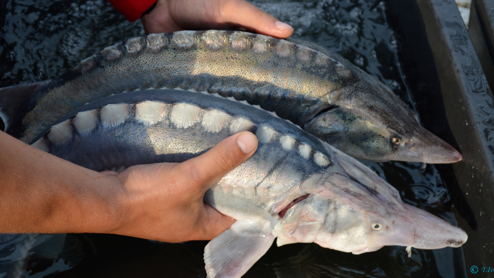 今天,白鲟最终被正式宣布灭绝|长江_新浪财经_新浪网