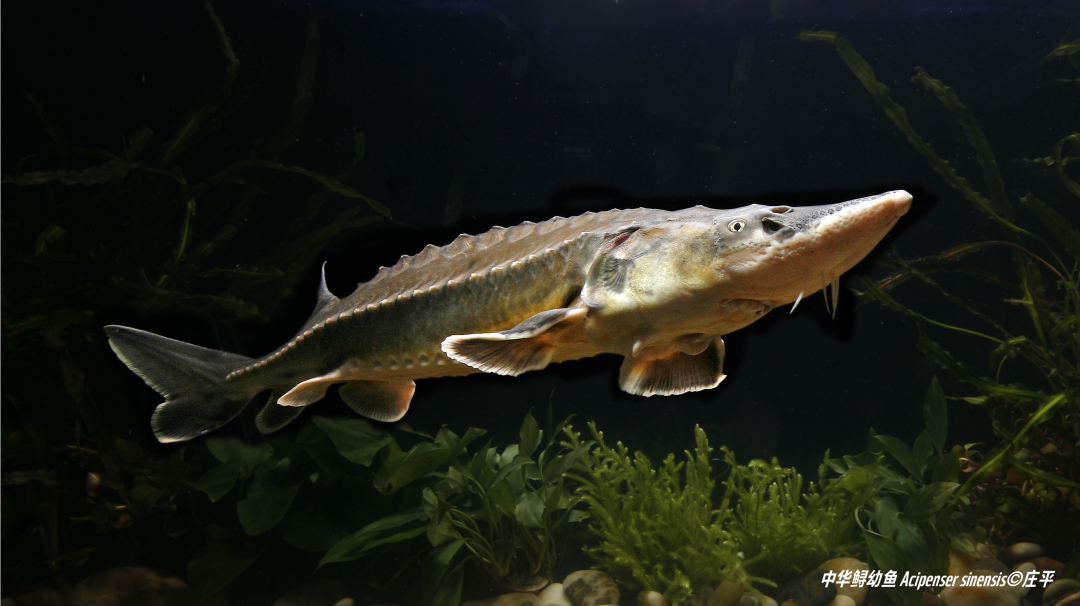 今天,白鲟最终被正式宣布灭绝|长江_新浪财经_新浪网