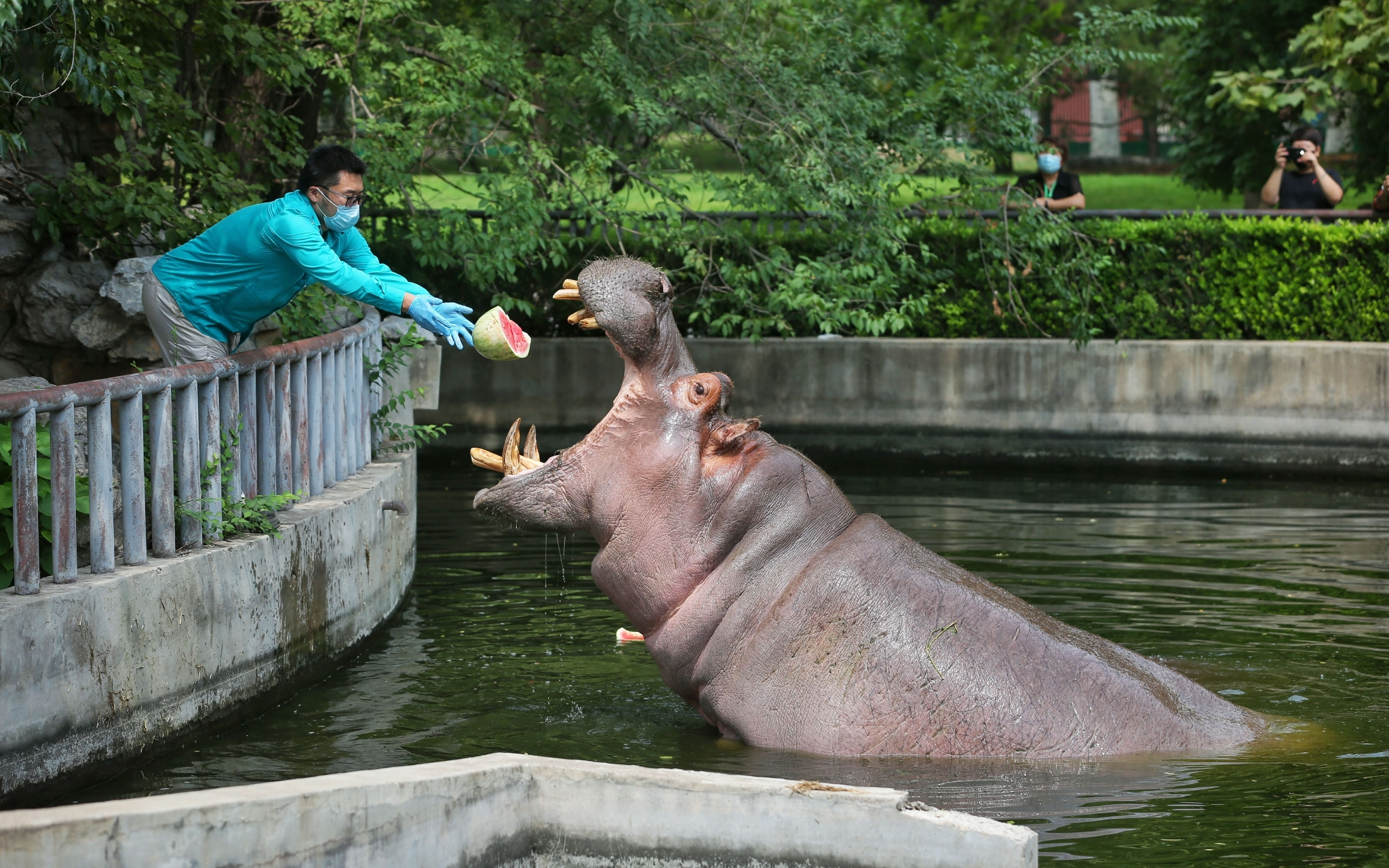 犀牛河马馆里的河马早早下到水池中,一边泡澡降温,一边等待被投喂.