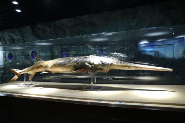 中科院水生所博物馆收藏的白鲟标本.张先锋 摄