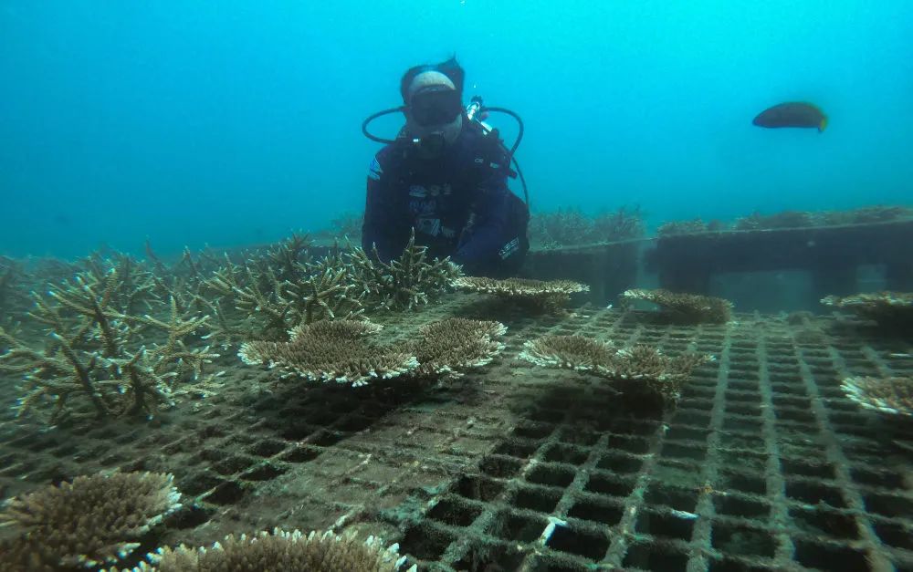 2021年1月20日,在蜈支洲岛海域海洋牧场,王爱民观察人工鱼礁上的
