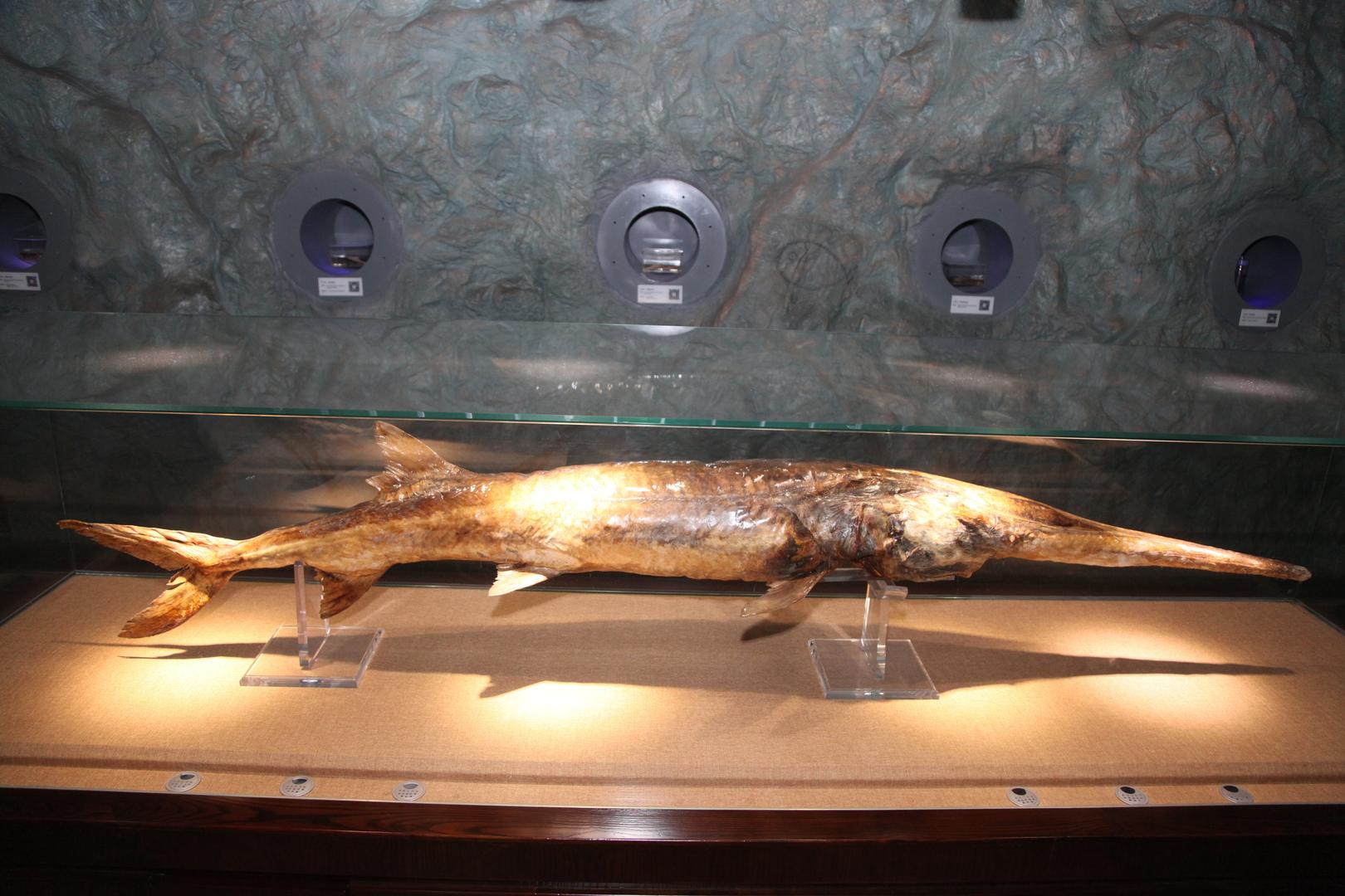 "最后的长江白鲟"救助人哽咽:就像一位老朋友永远离开了…|长江|宜宾