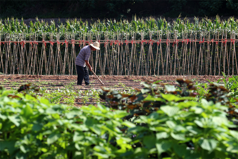 省石家庄市井陉县南障城镇一家农业种植园区,农民进行田间除草作业