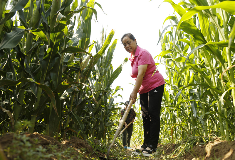 7月21日,河北省邢台市襄都区东郭村镇新华村的农民在田间劳作.