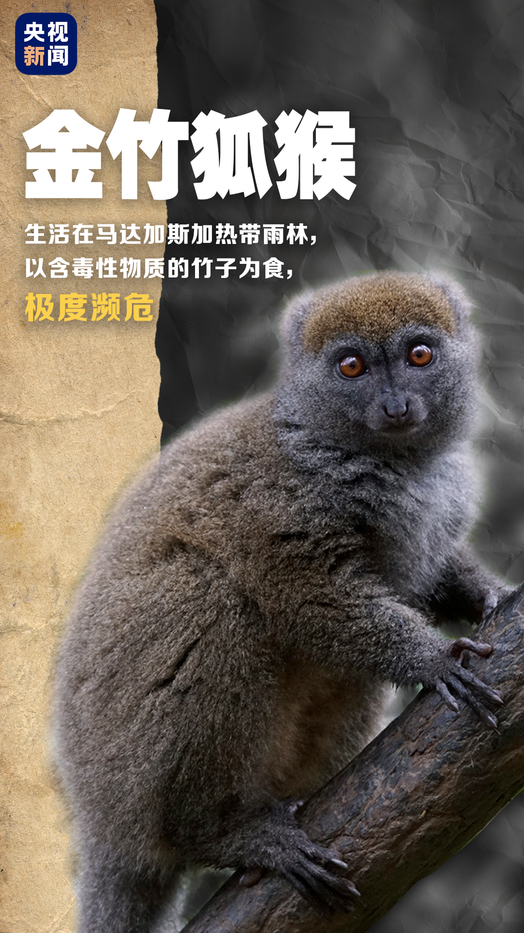 长江白鲟灭绝的背后全球还有近4万个物种濒临灭绝