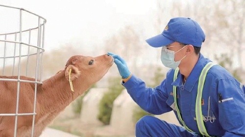 康宏牧场犊牛饲养员正在喂小牛