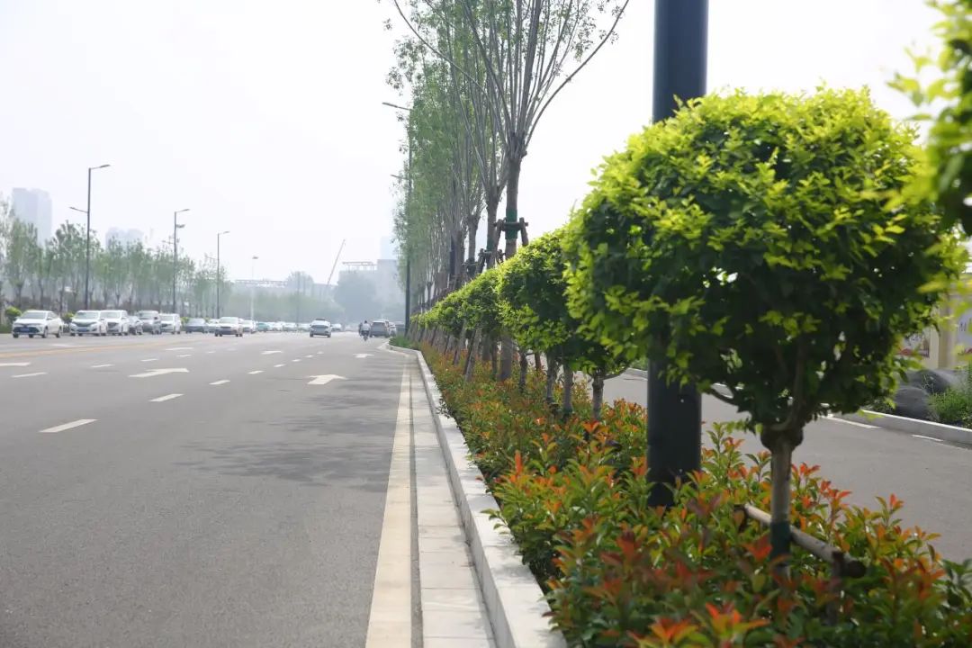 5街道绿化提升|花卉_新浪财经_新浪网