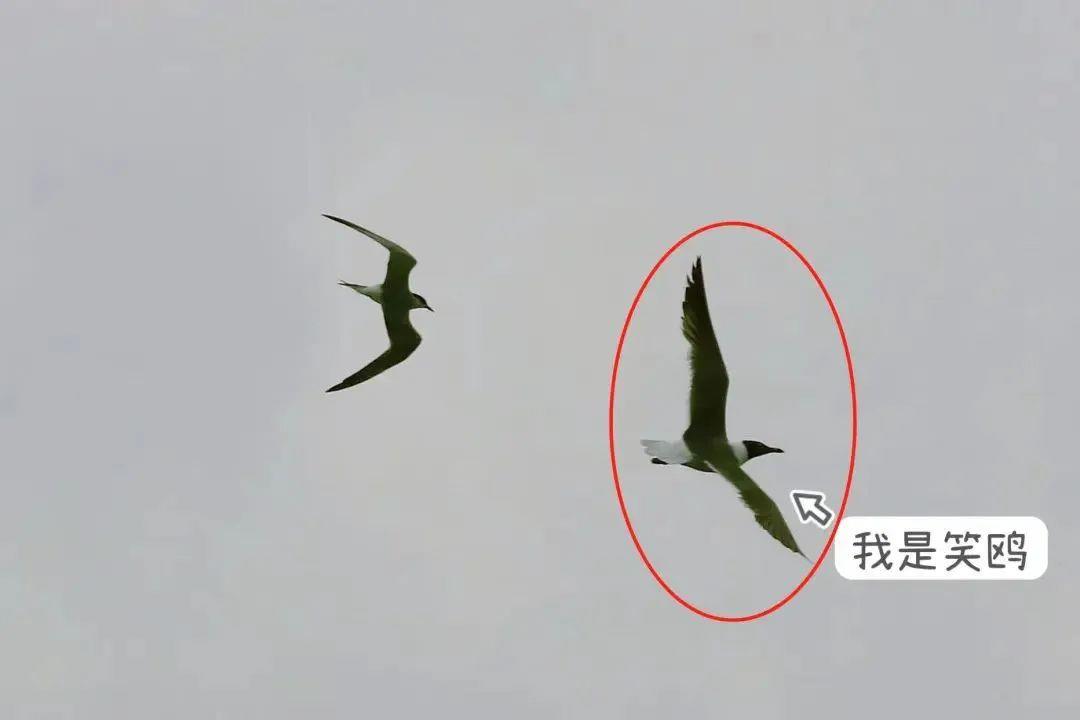 笑鸥首次在中国大陆被记录。图源：上海崇明东滩鸟类国家级自然保护区