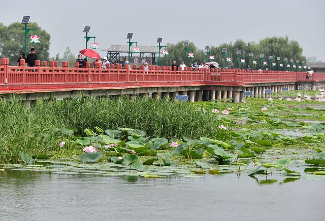 山东微山湖打造生态环保型5a景区