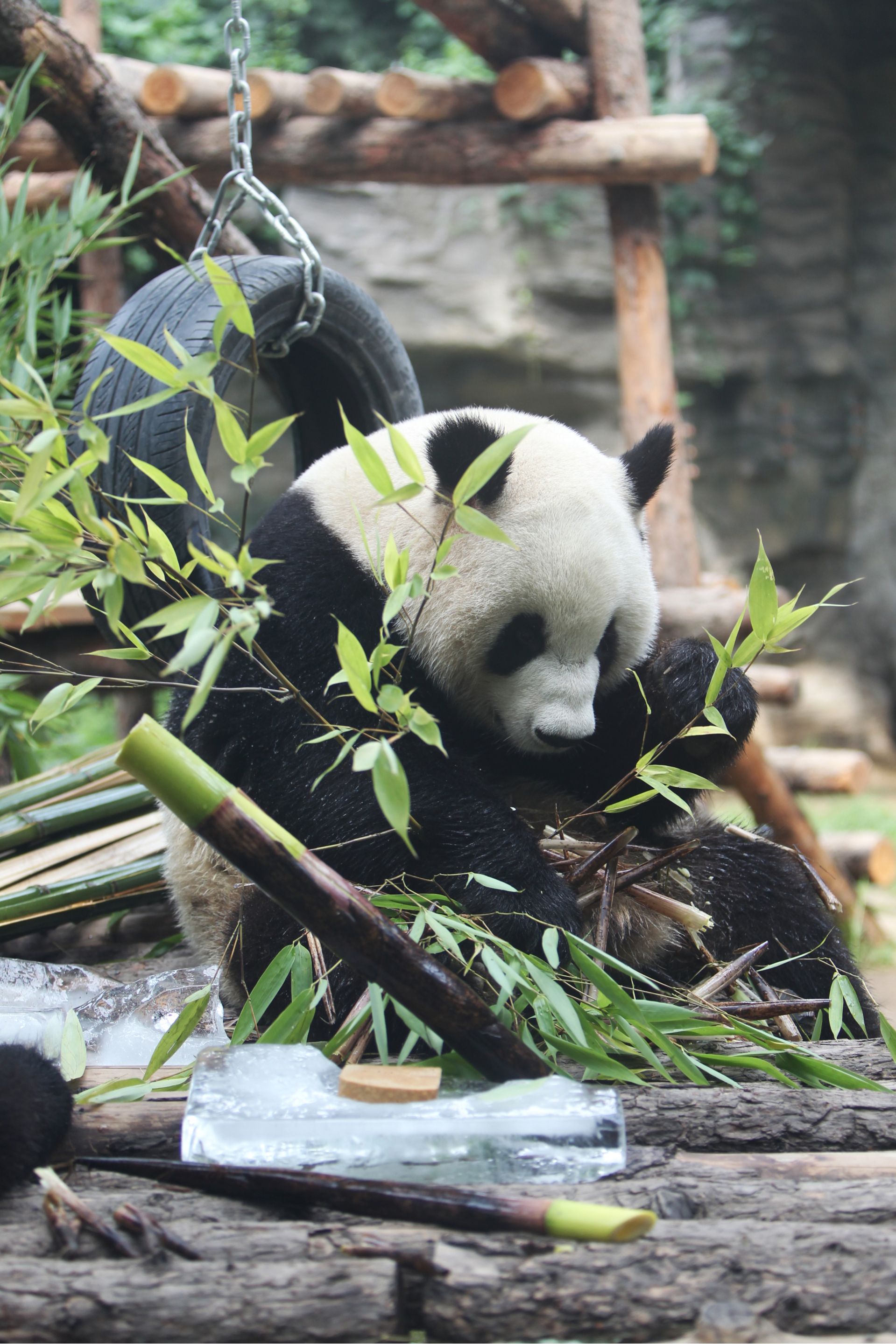 大熊猫吃起了冰镇竹笋.曾震摄