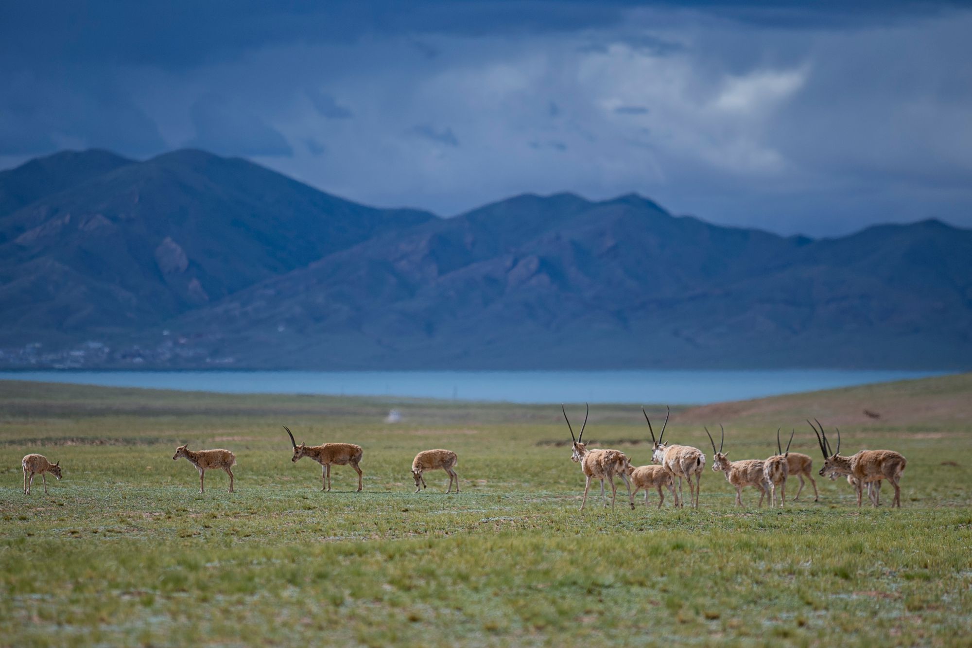 这是在羌塘国家级自然保护区内拍摄的藏羚羊(7月11日摄).