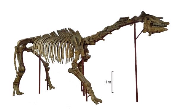 巨犀骨架图片