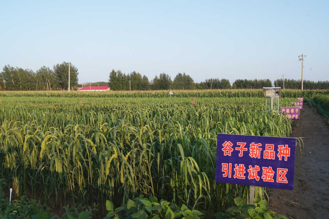 农业科技发展看山西：绿意盎然的希望与挑战